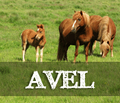 Avel